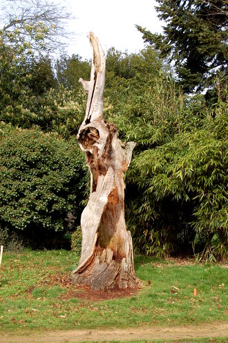 Les arbres du château du diable...