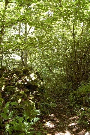 Sentier et sous-bois...