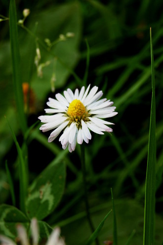 Marguerite dans la prairie...