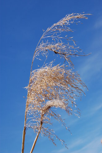 Phragmites et ciel bleu...