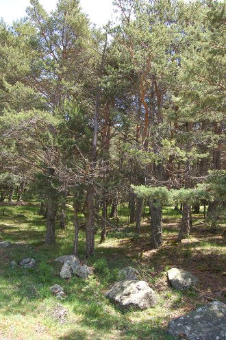 Un air de forêt mongole...