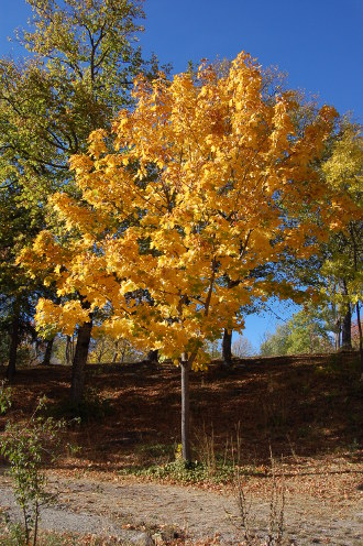 Feuilles d'automne