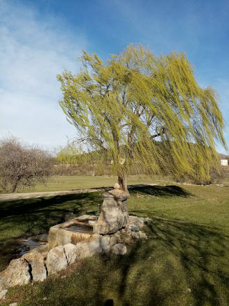 Le saule jouait aux vents