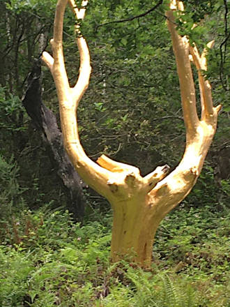 L'arbre d'or