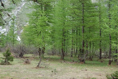 Quelques mélèzes nous rappelant les forêts mongoles...