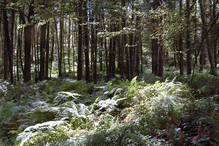 Balade en sous-bois...