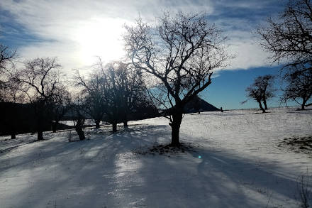 Neige et fruitiers