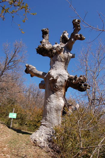 Vieil arbre au bord du chemin