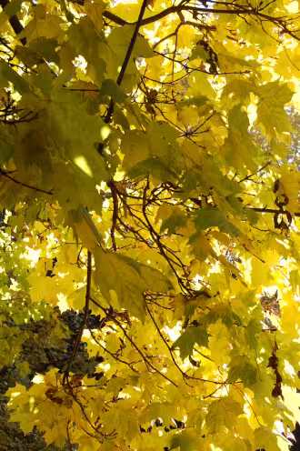 Feuilles d'automne