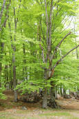 Forêt Saint-Canis en Pontis